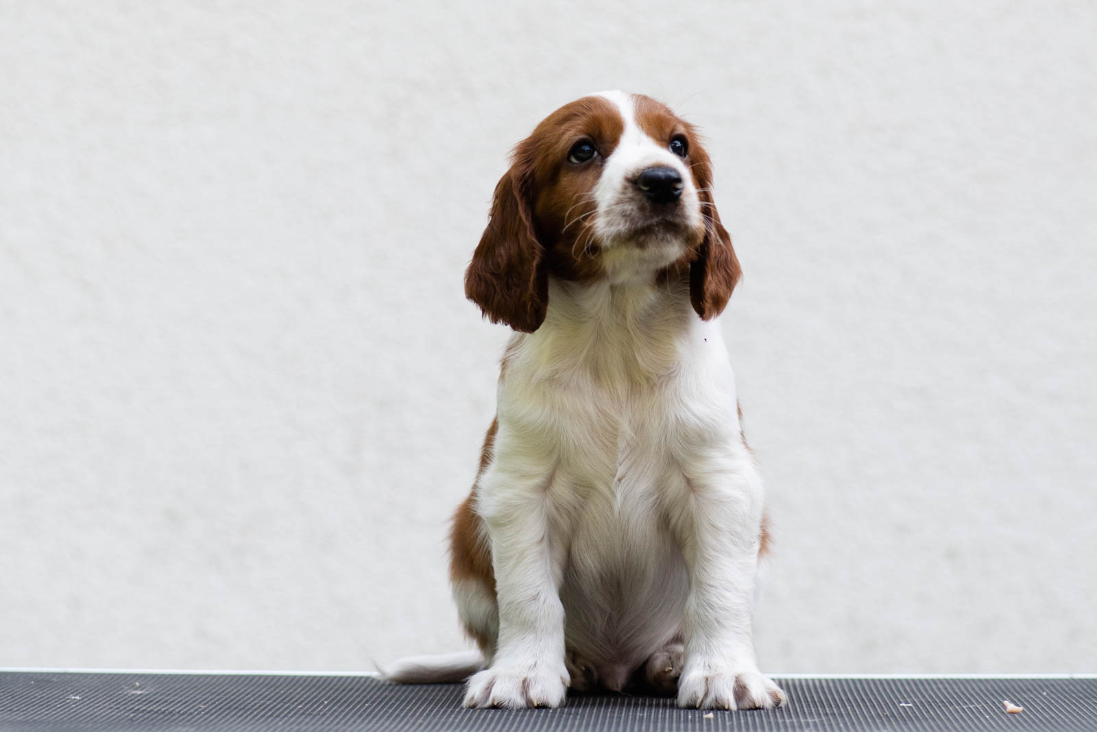 Valp från R-kullen Kennel Wallova