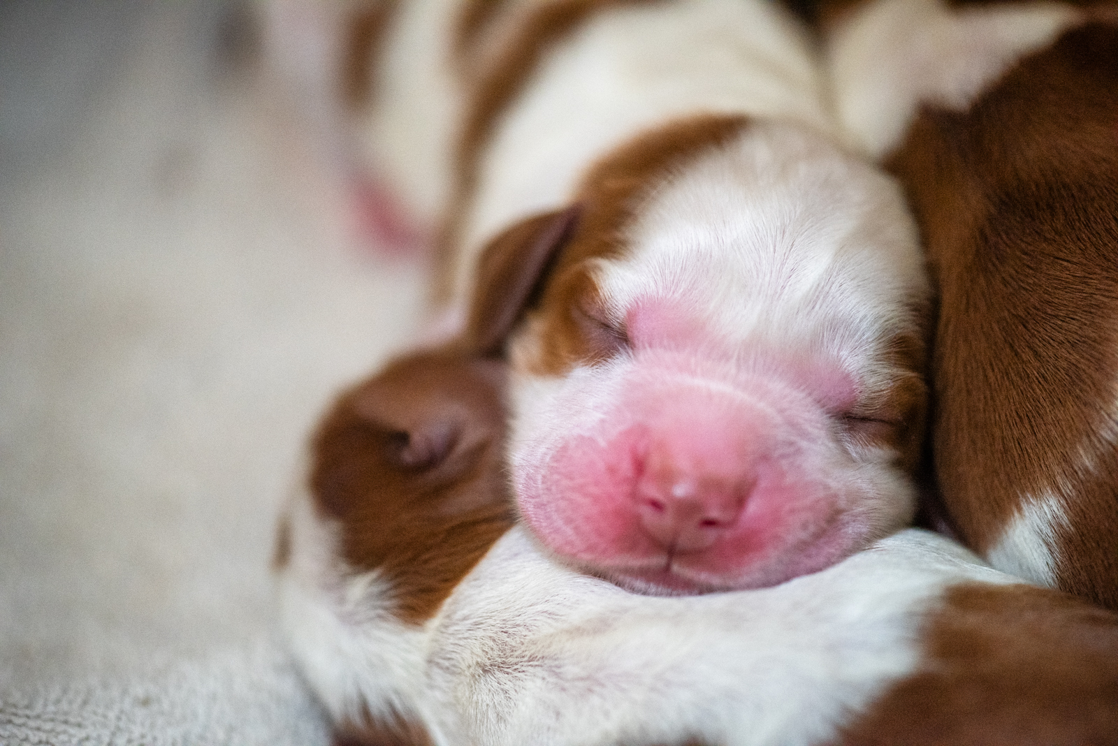 Valp ur M-Kullen - Kennel Wallova