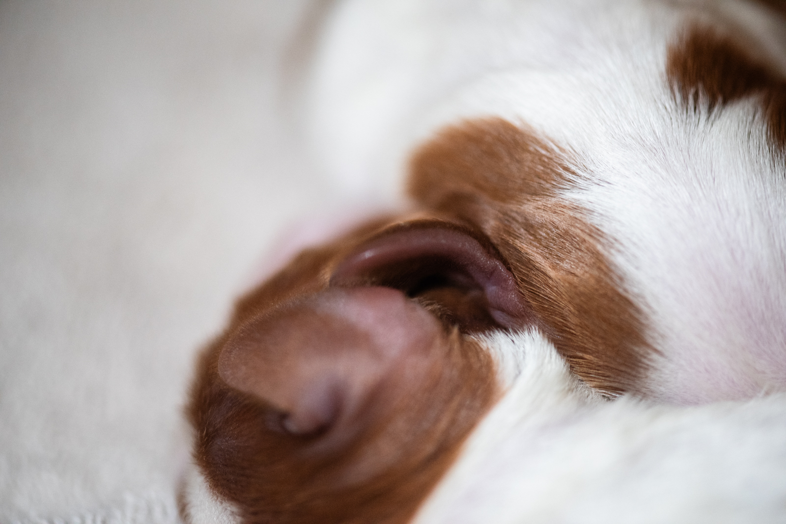 Valp ur M-Kullen - Kennel Wallova