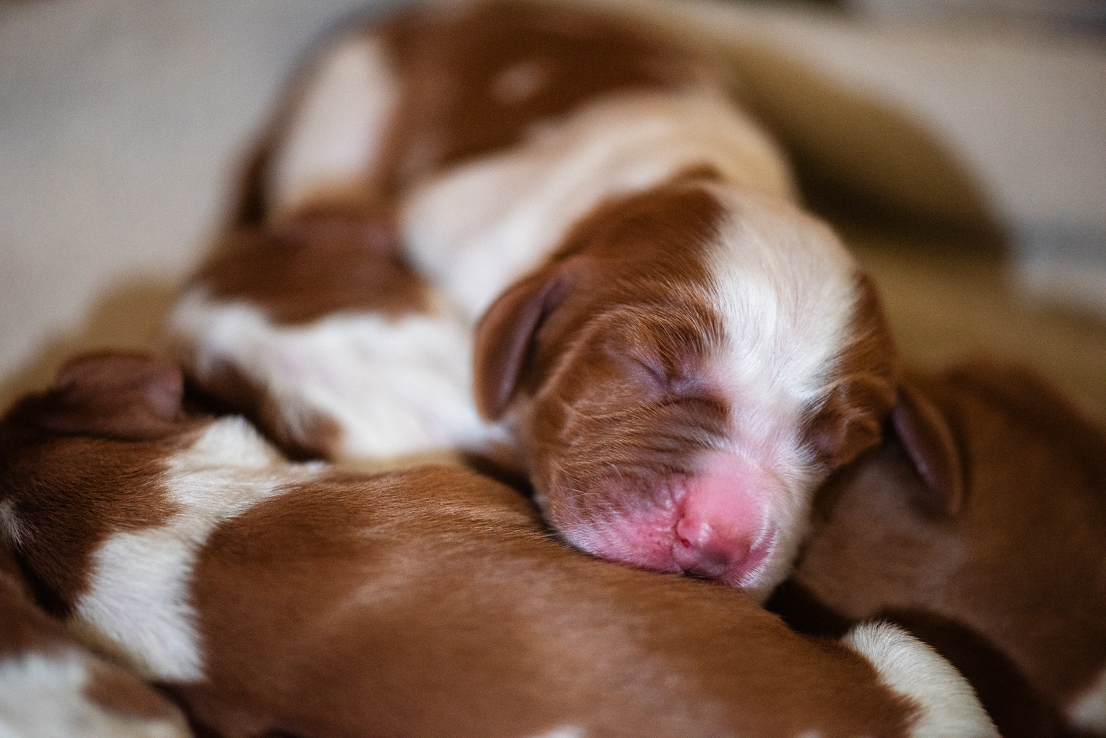 Valp ur M-Kullen - Kennel Wallova