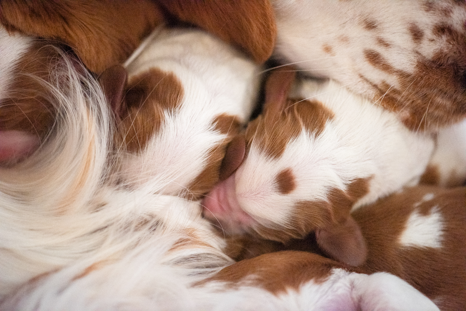 Valp ur M-Kullen - Kennel Wallova