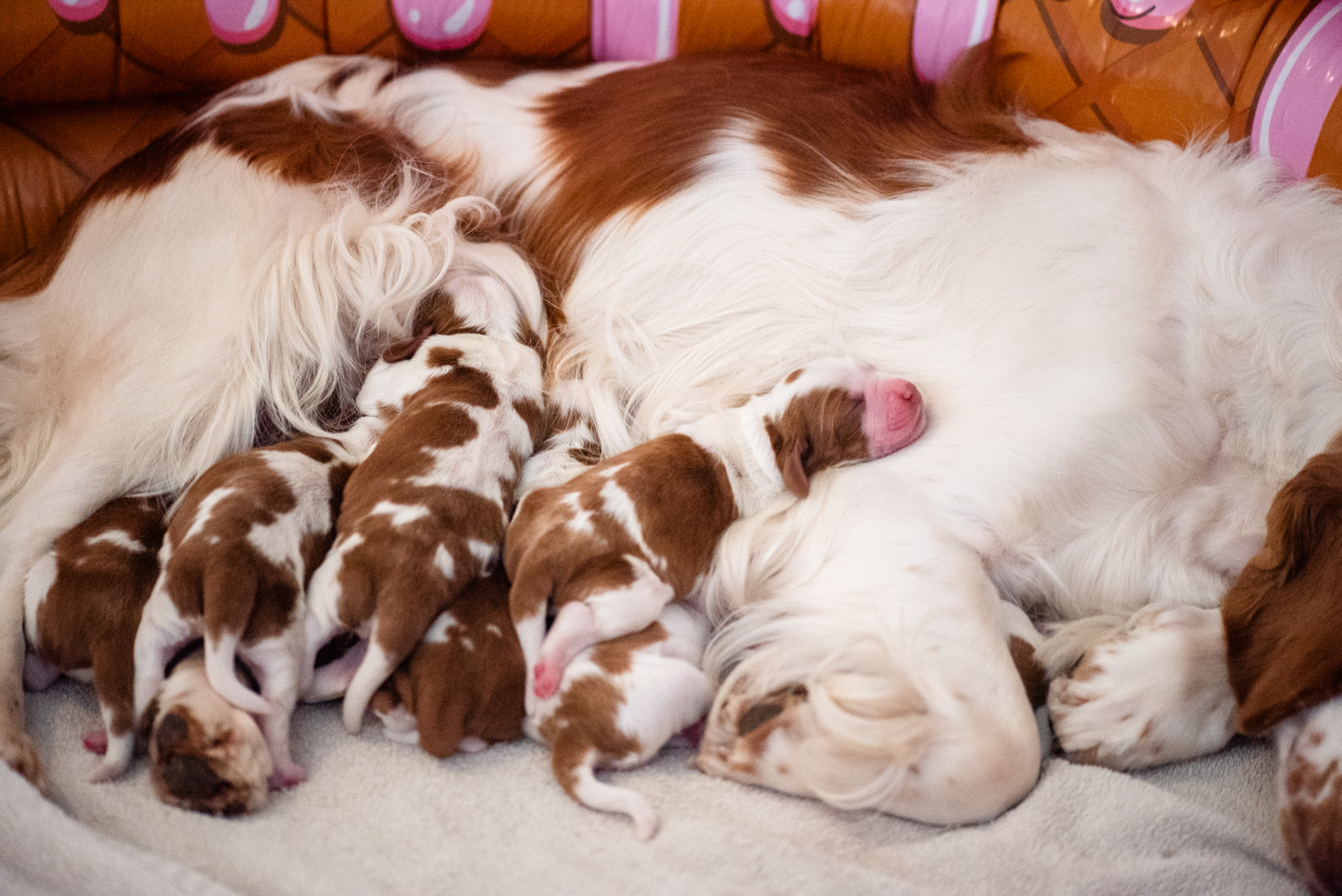 Valp ur M-Kullen - Kennel Wallova