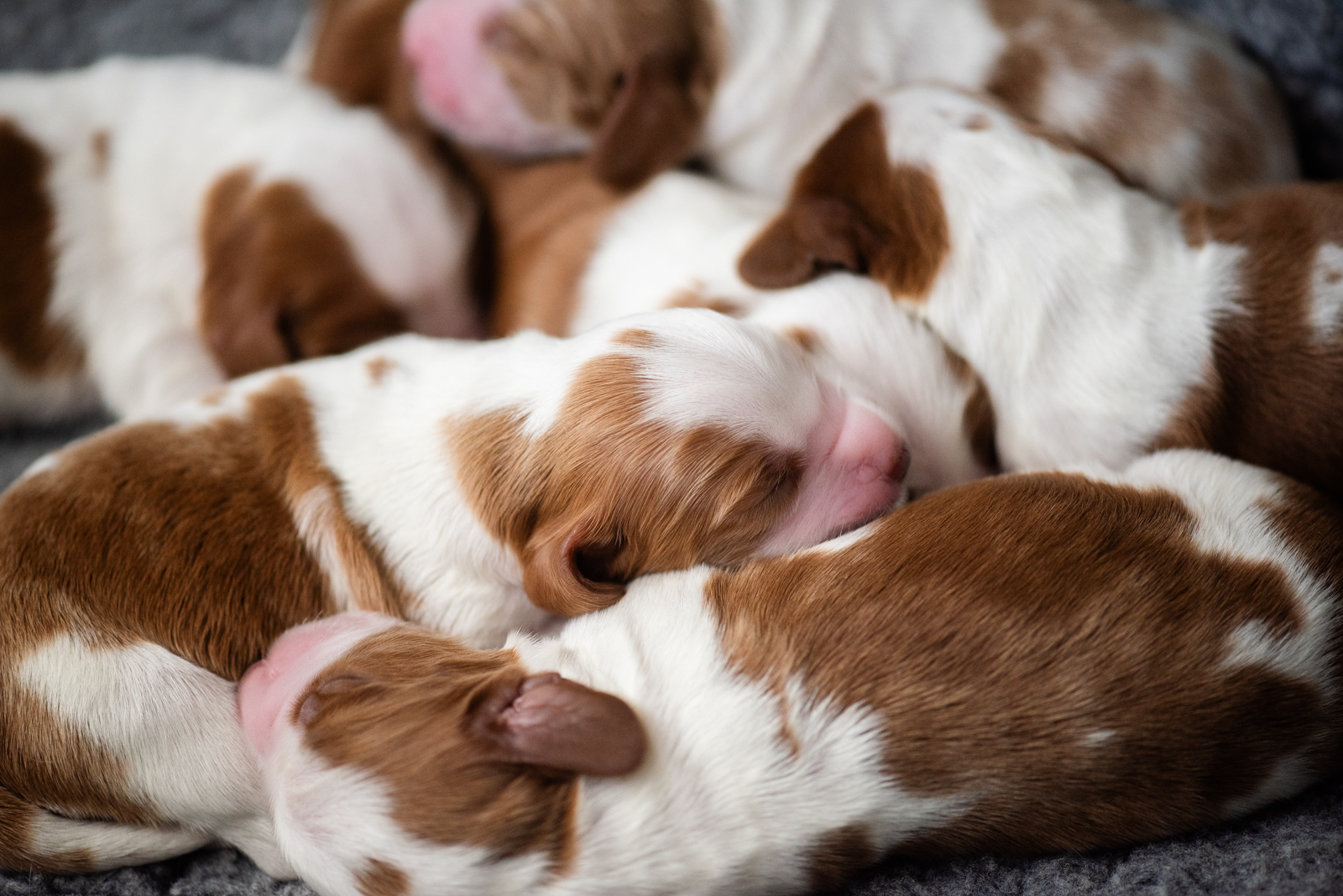 Valp ur N-Kullen - Kennel Wallova