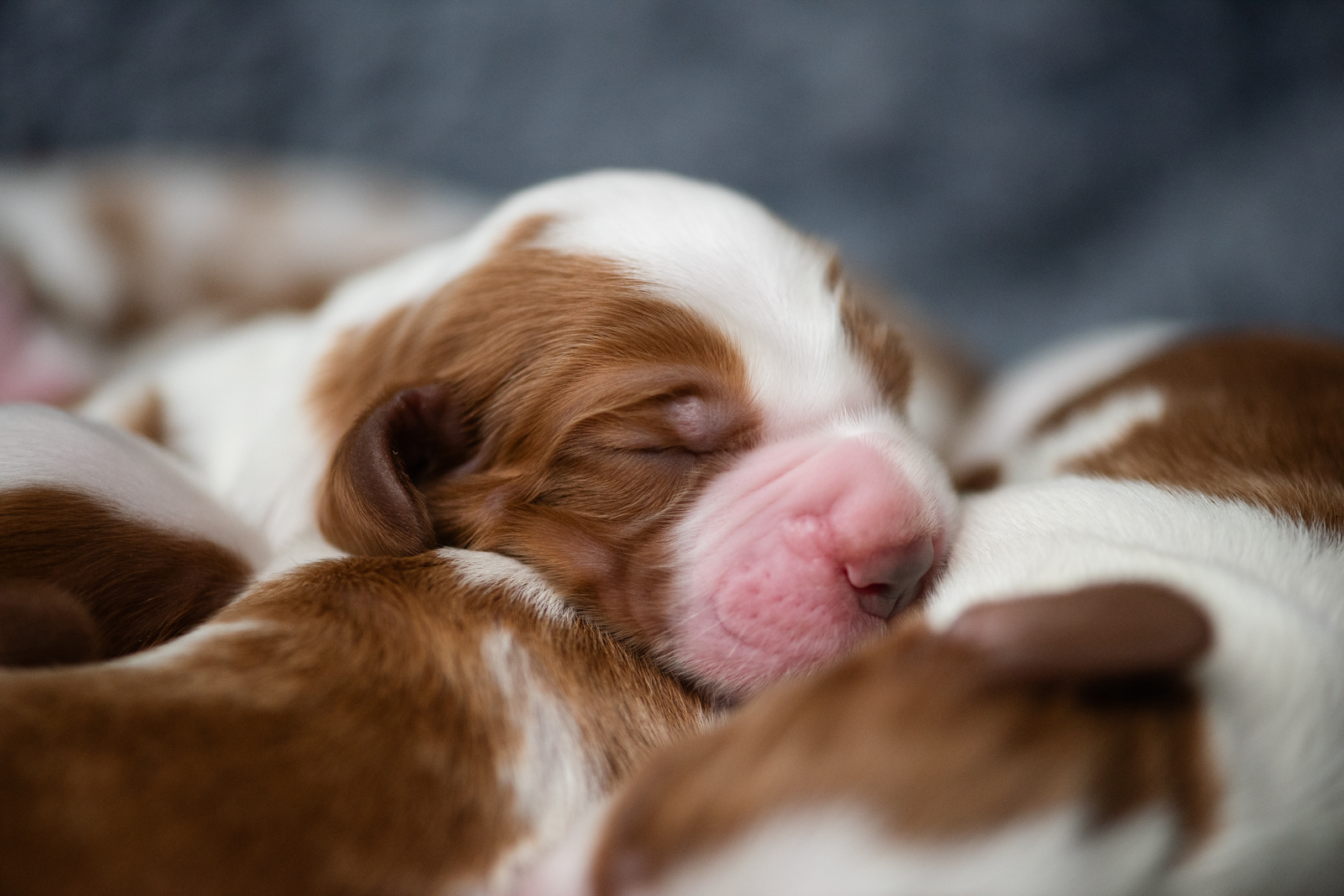 Valp ur N-Kullen - Kennel Wallova