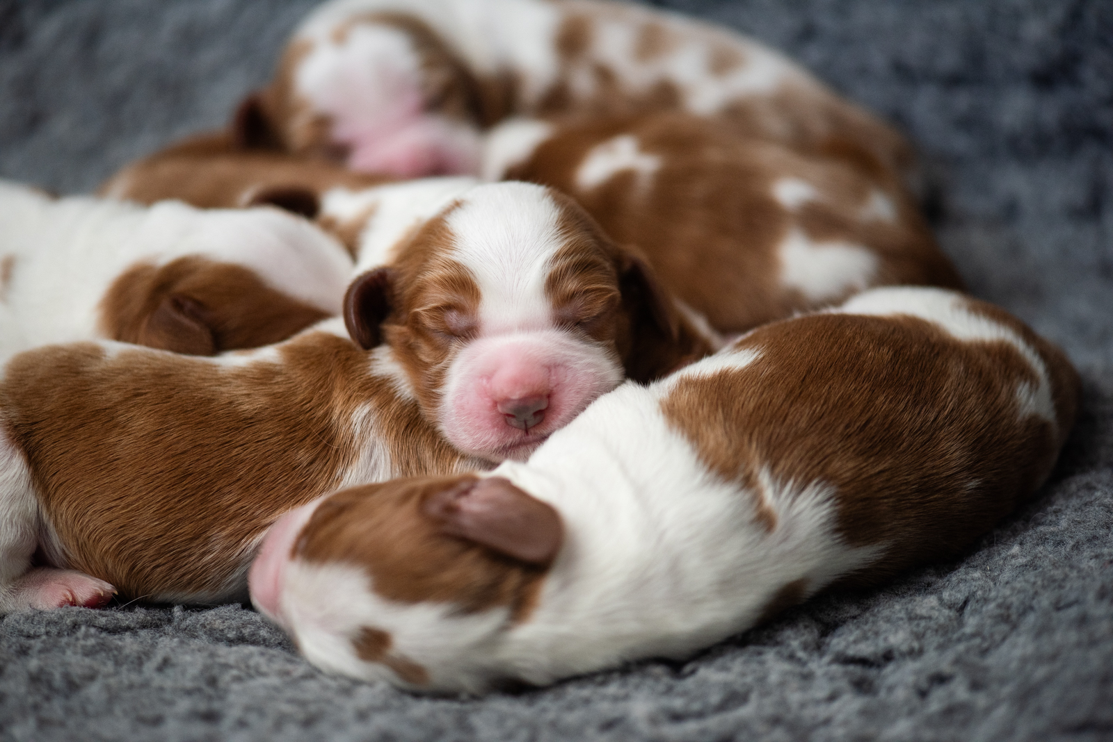 Valp ur N-Kullen - Kennel Wallova