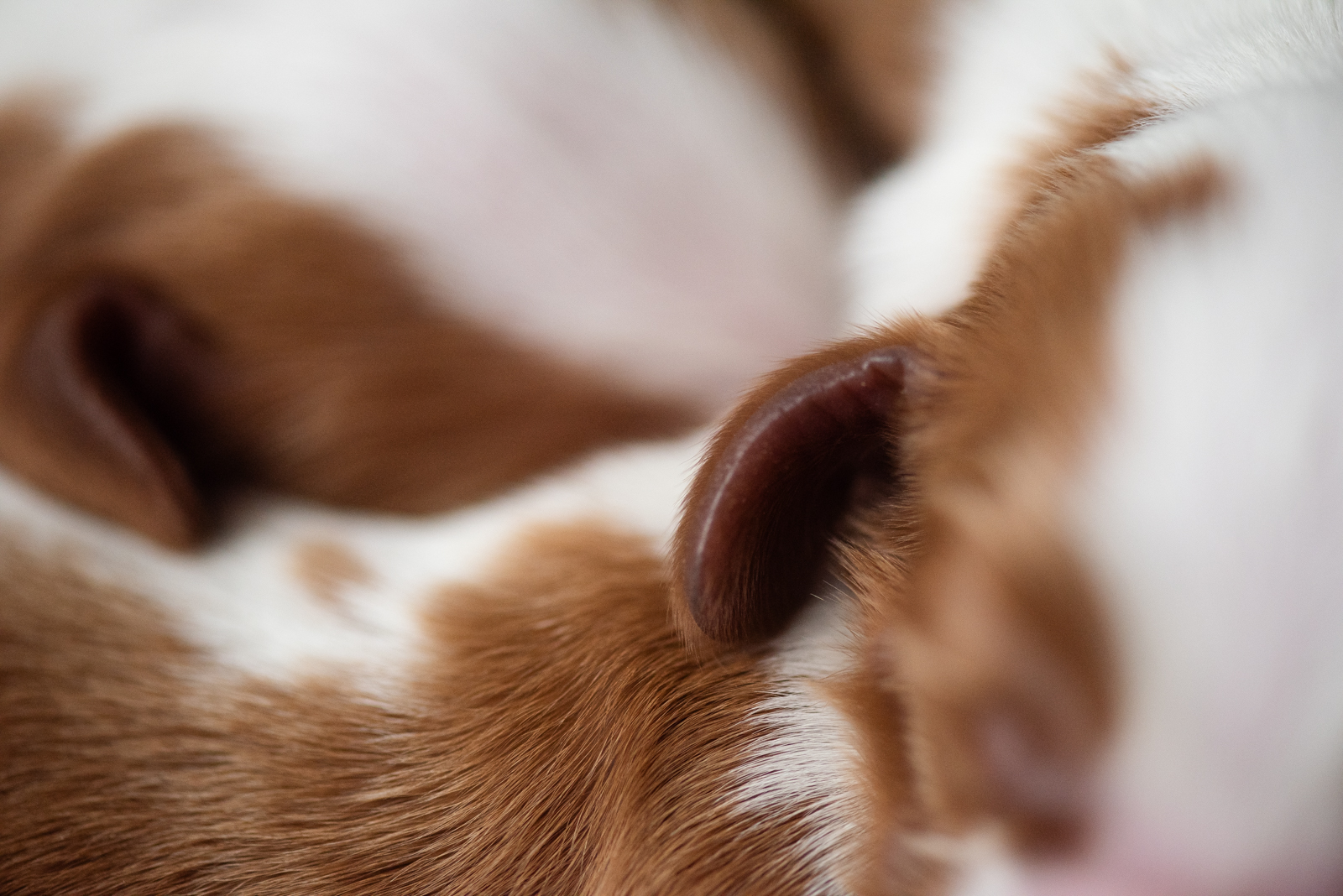 Valp ur N-Kullen - Kennel Wallova