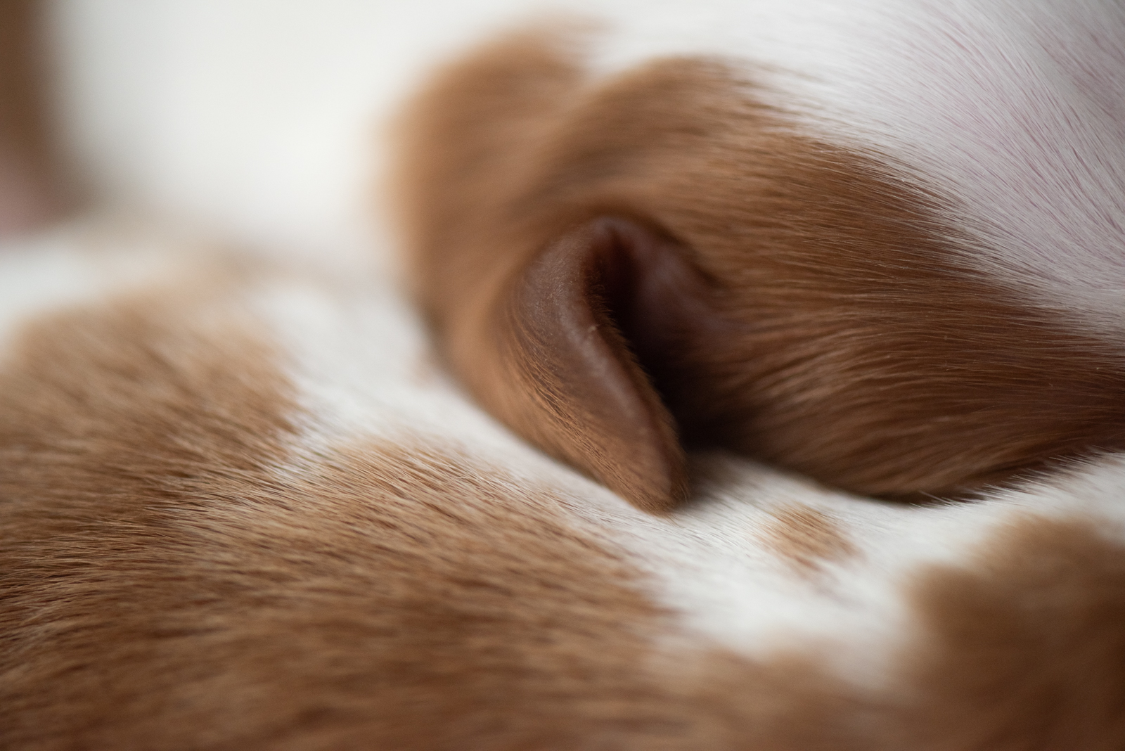 Valp ur N-Kullen - Kennel Wallova