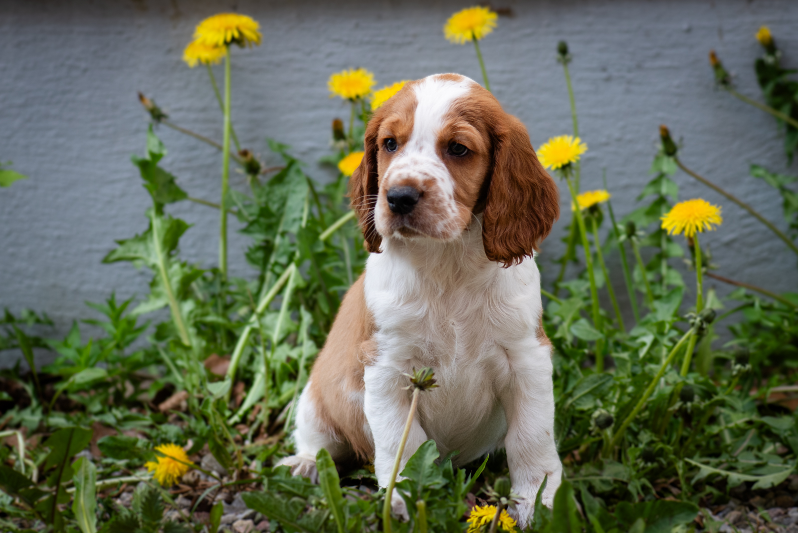 Valp ur M-Kullen - Kennel Wallova