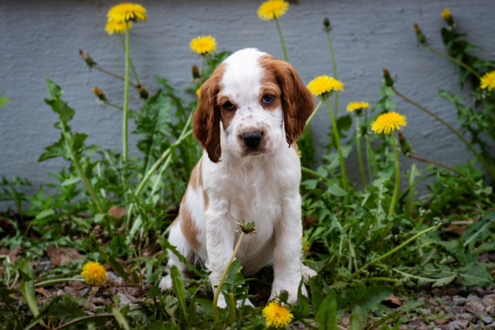 Valp ur M-Kullen - Kennel Wallova