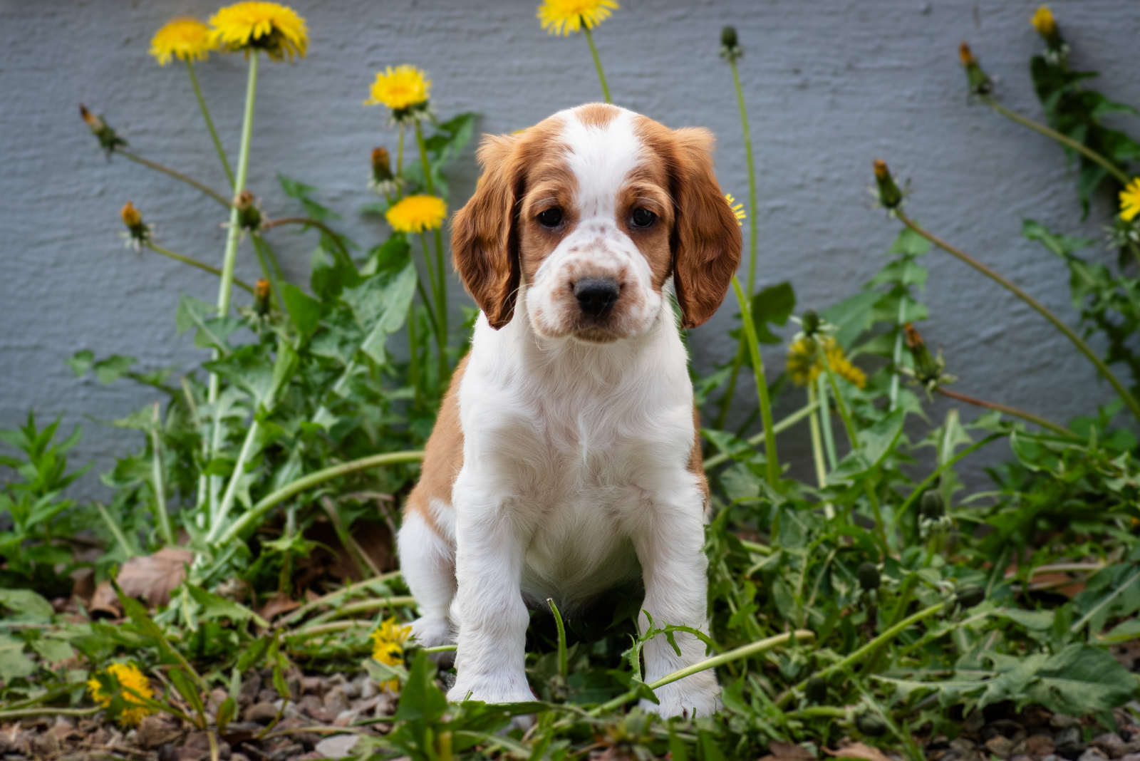 Valp ur M-Kullen - Kennel Wallova