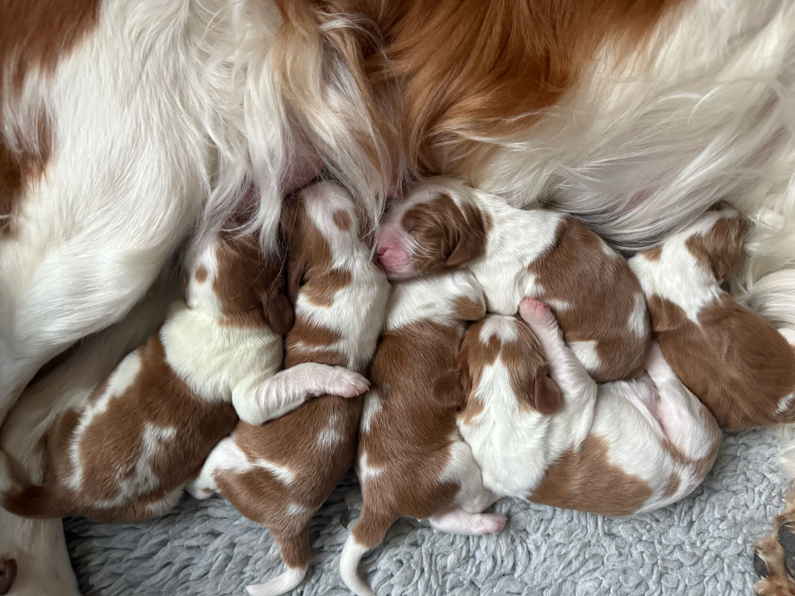 S-kullen Kennel Wallova