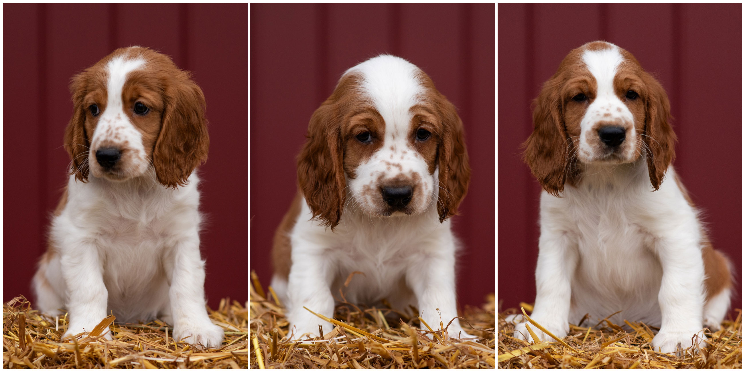 Valpar ur S-kullen 2025 - Kennel Wallova