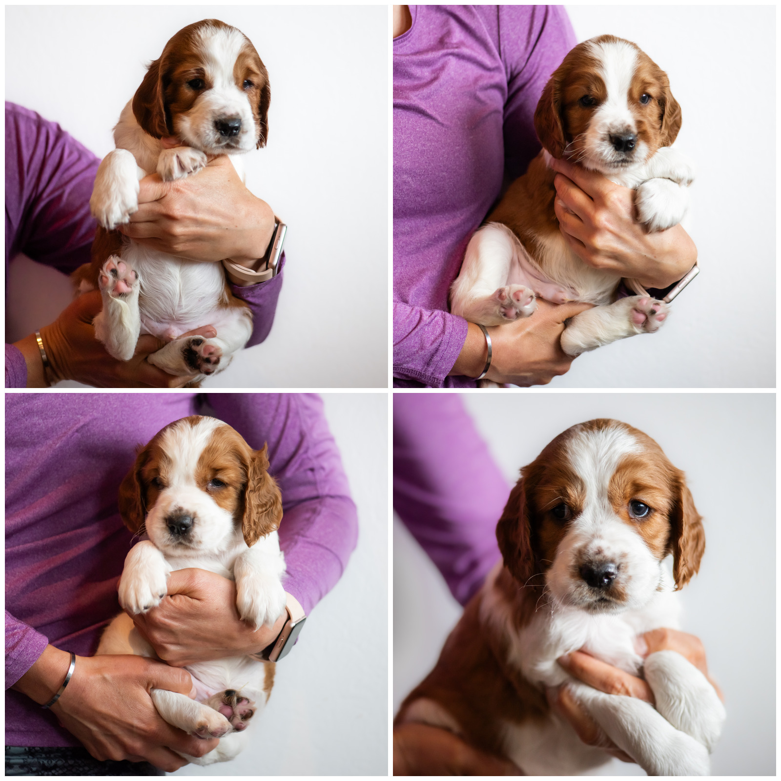 Valpar ur W-kullen 2026 - Kennel Wallova